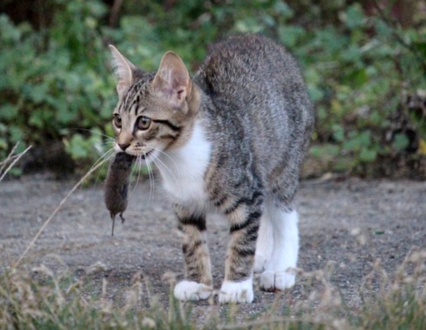 Barfen bei Katzen