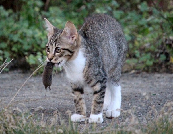 Barfen bei Katzen