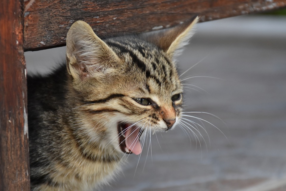 Katzenjammer - Katzen miauen - warum?