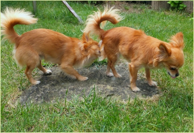 Ablauf Läufigkeit Hund